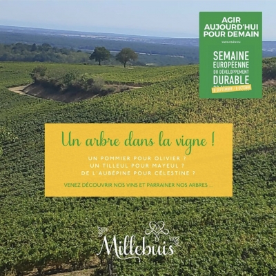 UN ARBRE DANS LA VIGNE !