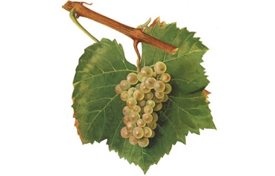 LES BONNES SURPRISES DE L’ALIGOTÉ