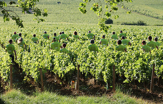 marathon_dans_les_vignes