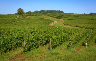 L’APPELLATION MONTAGNY BIENTÔT CENTENAIRE
