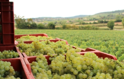VENDANGES 2017, C’EST PARTI, UNE BELLE RÉCOLTE EST ESPÉRÉE !
