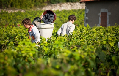 PREMIÈRES ANALYSES DU MILLÉSIME 2014