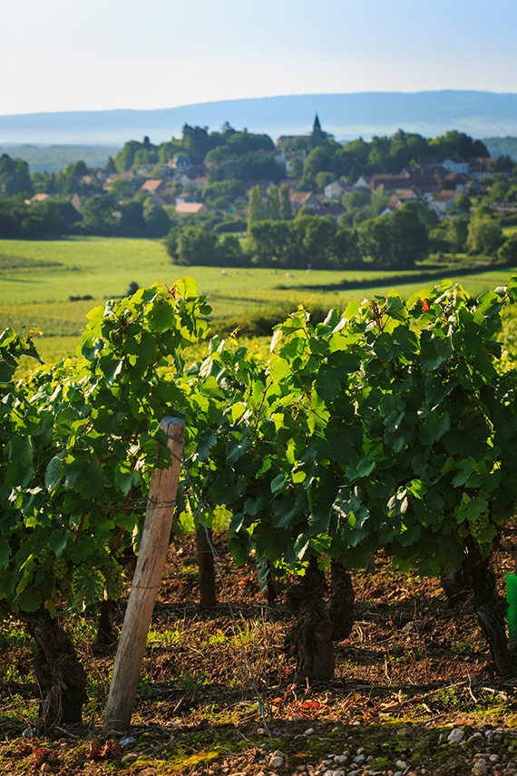 millebuis_climat_les_coeres2