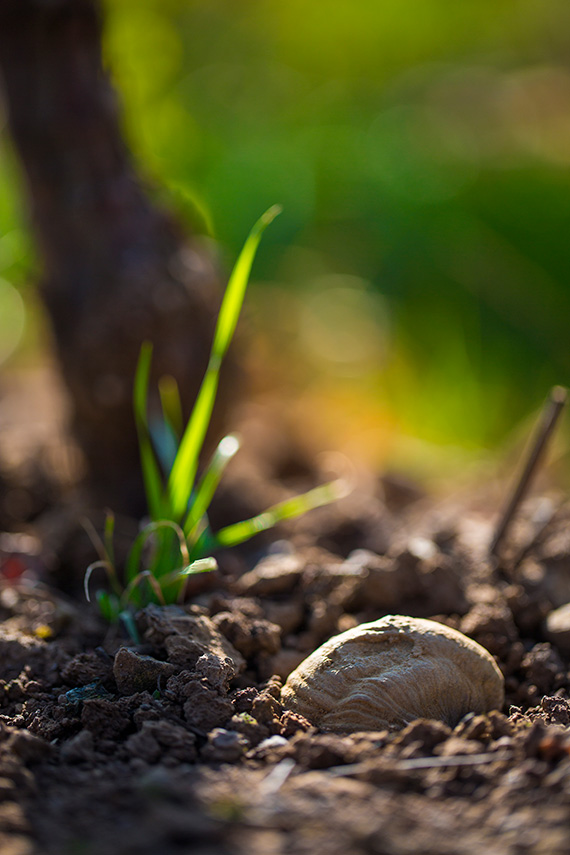 millebuis_climat_les_coeres3