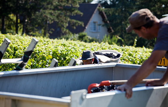 millebuis_vendanges_2014_2