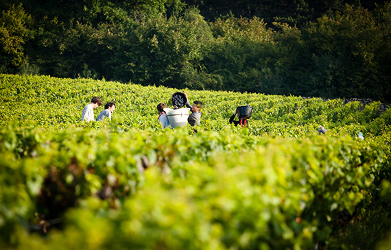 millebuis_vendanges_2014_3