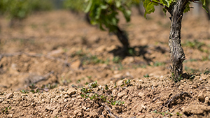 sol-la-roche-de-culles