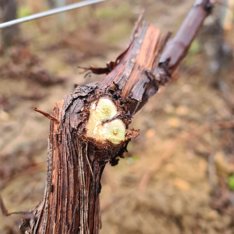 LA TAILLE CONTINUE !