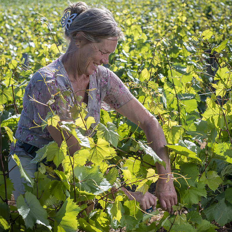 palissage_2_millebuis