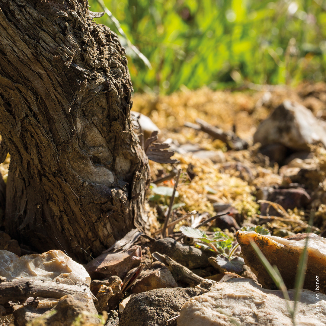 cep bourgogne aligoté silex