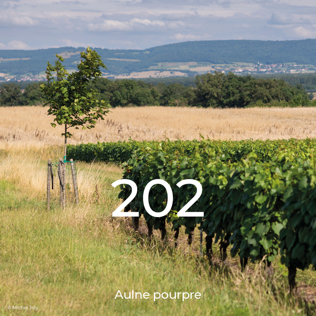 un arbre dans la vigne aulne pourpre