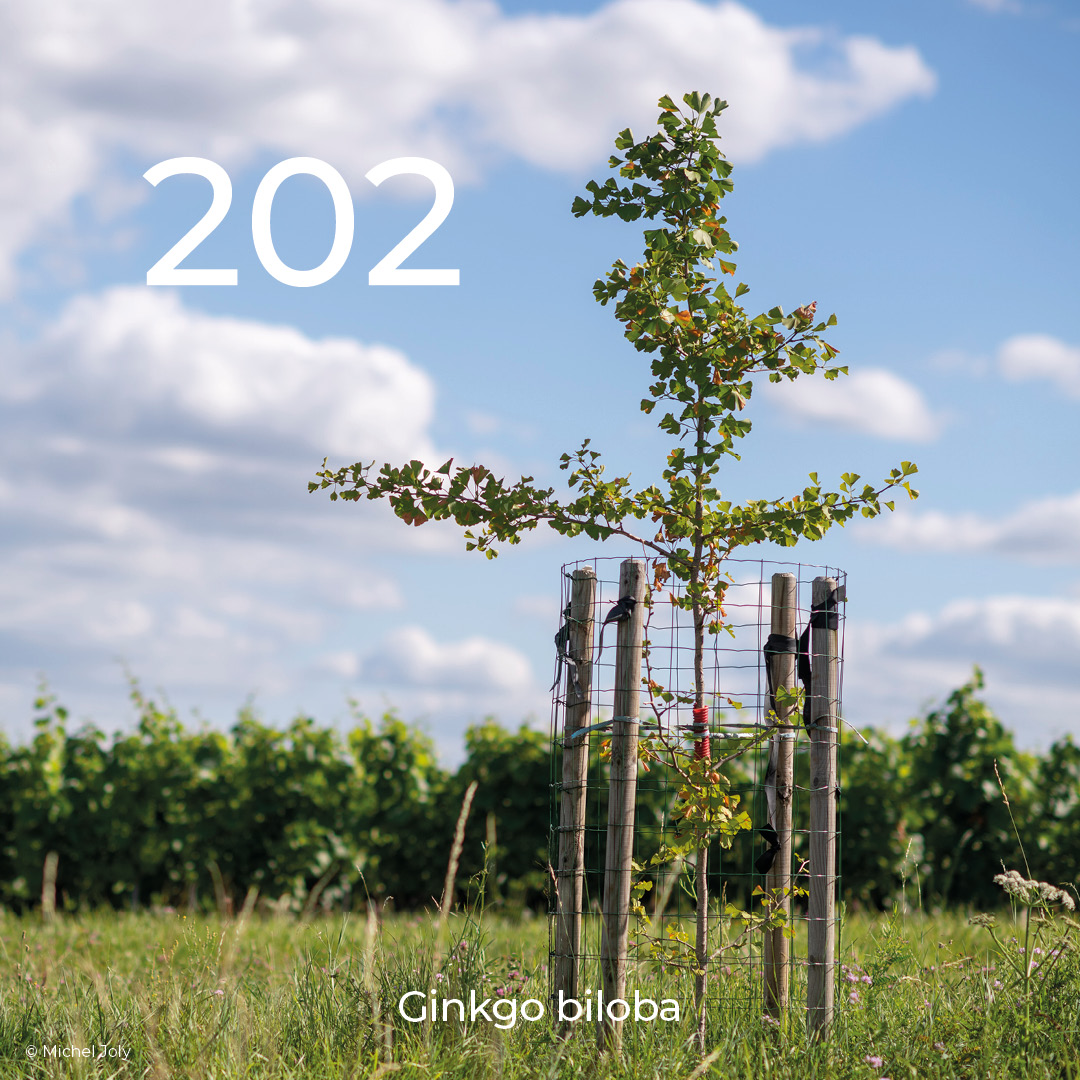 un arbre dans la vigne ginkgo biloba
