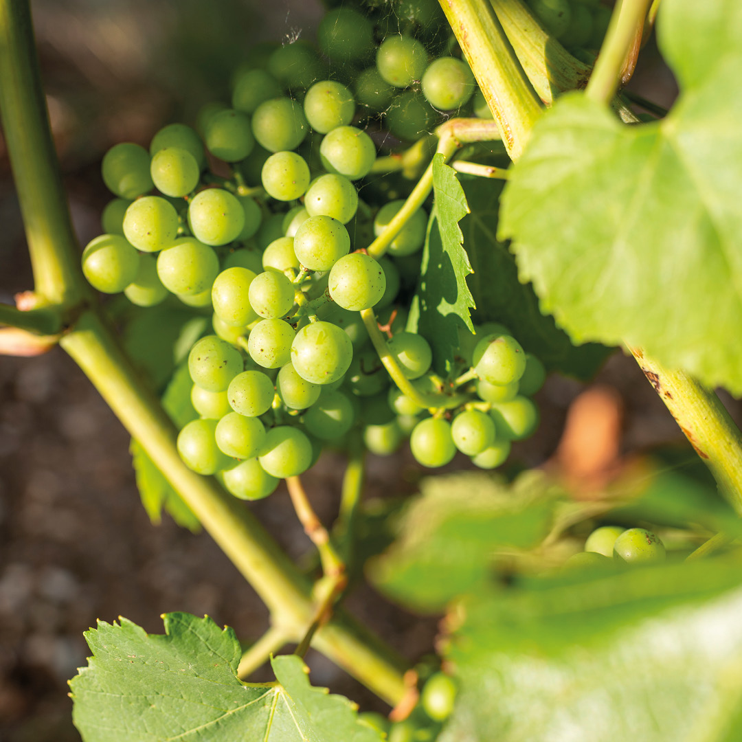 MSG chardonnay fermeture de la grappe