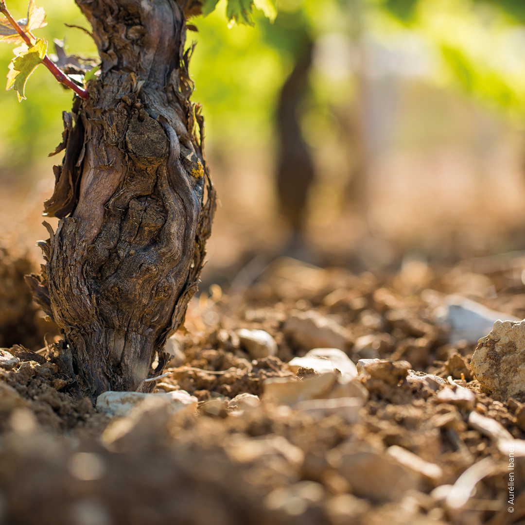cep montagny 1er cru les coères