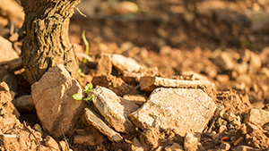 sol givry 1er cru millebuis
