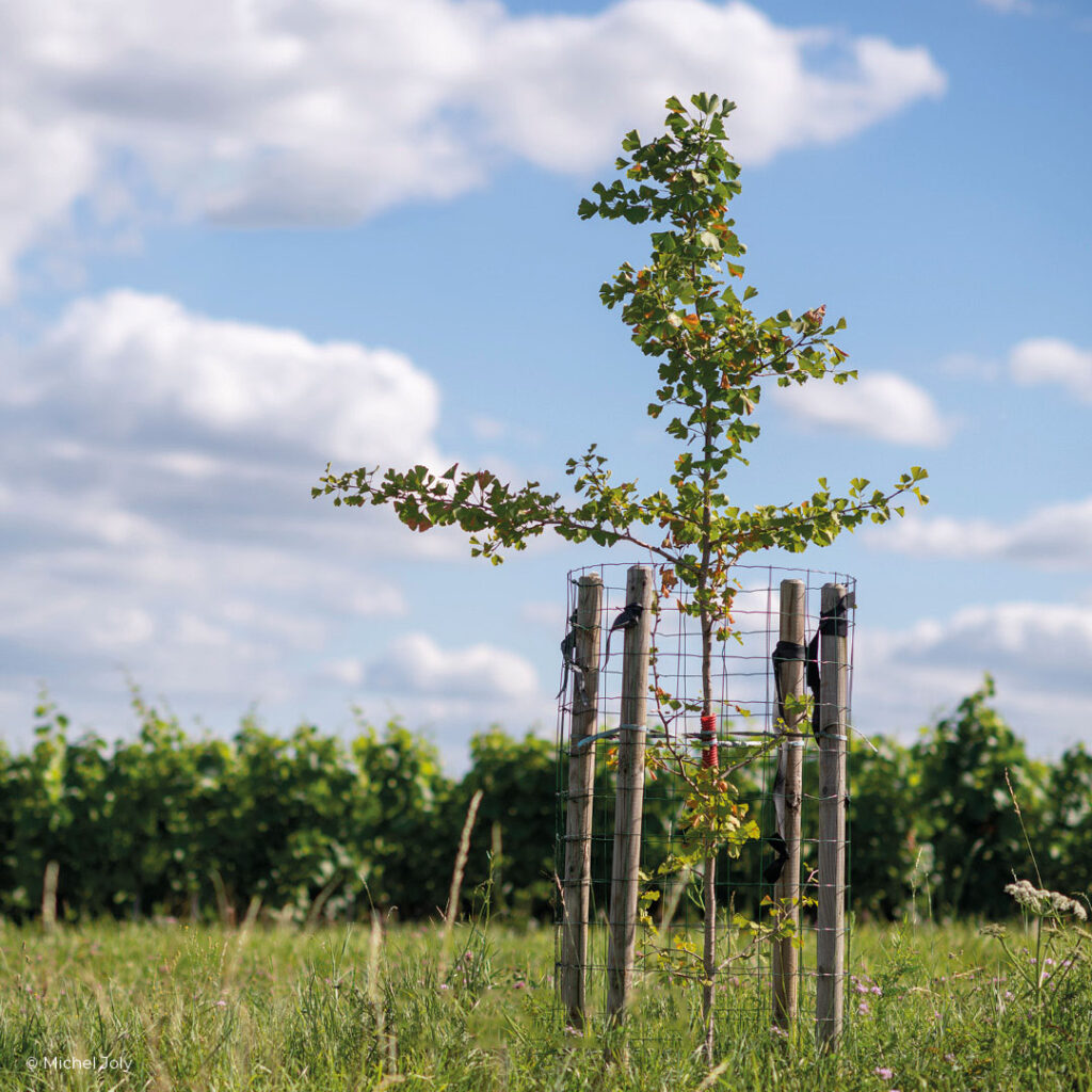 PLANTER DES ARBRES DANS LA VIGNE