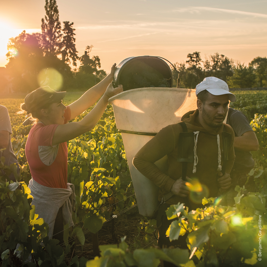 vendanges clos marceaux-2