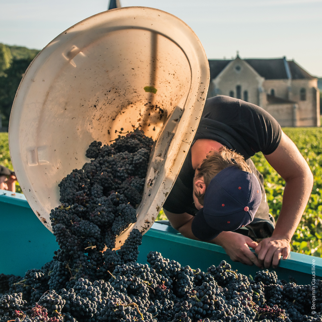 vendanges clos marceaux-3