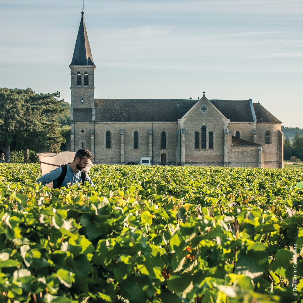 VENDANGES 2022 AU CLOS MARCEAUX, GIVRY 1ER CRU, EN BOURGOGNE