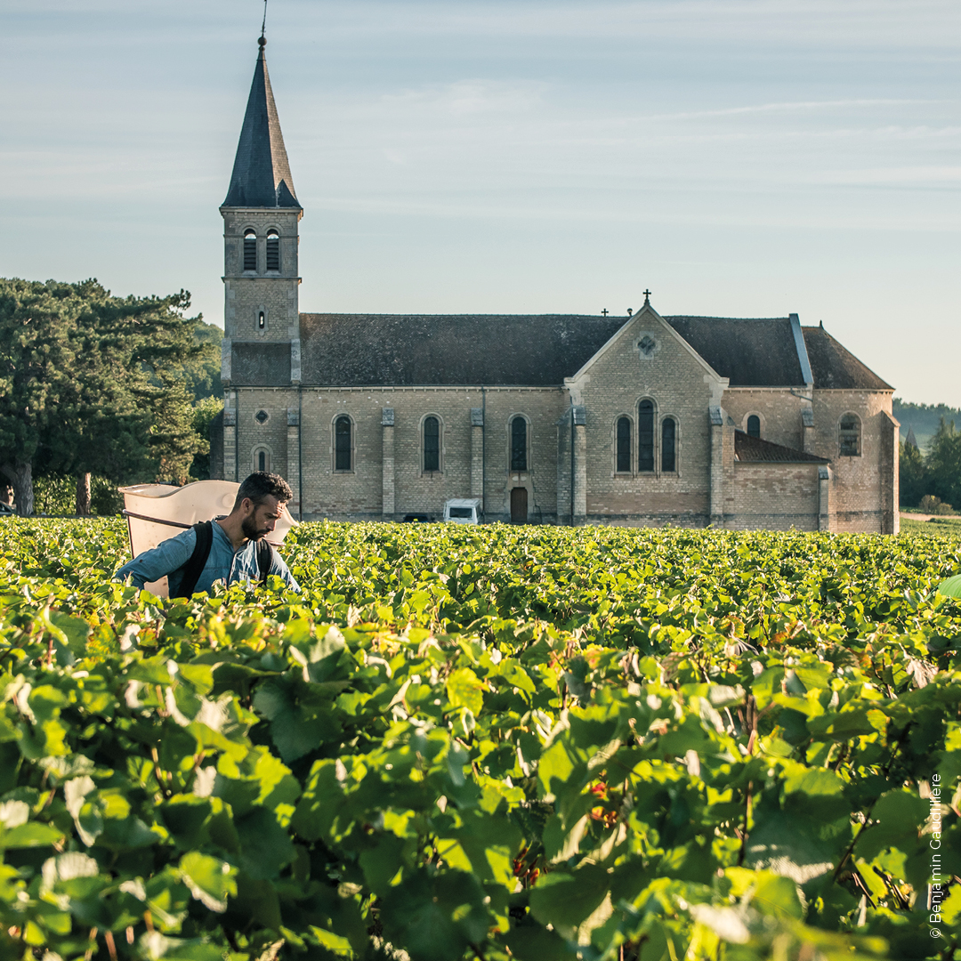 vendanges clos marceaux-4