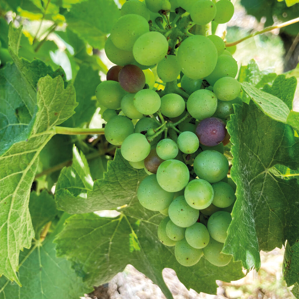 C'EST LA VÉRAISON !