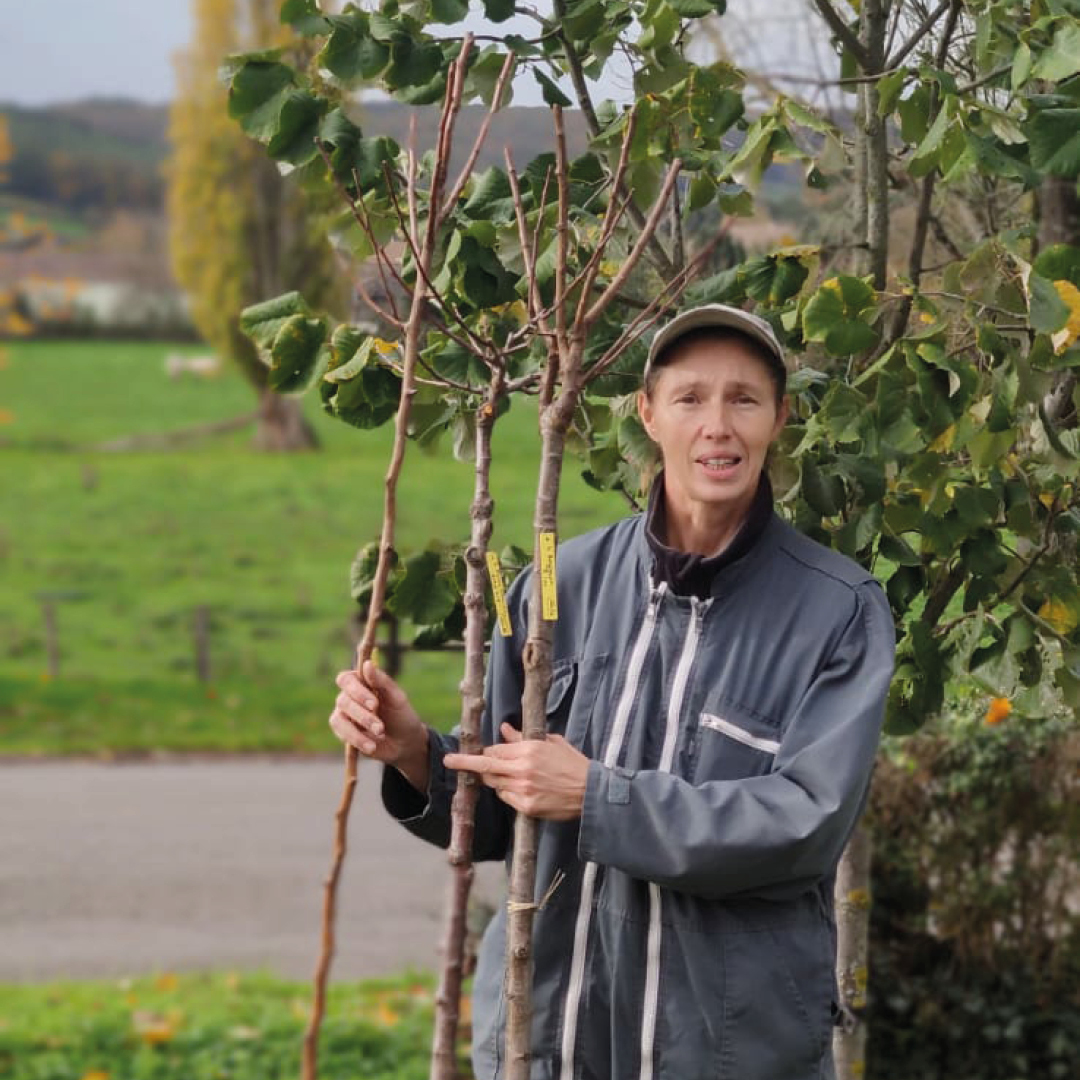 un arbre dans la vigne novembre 2022