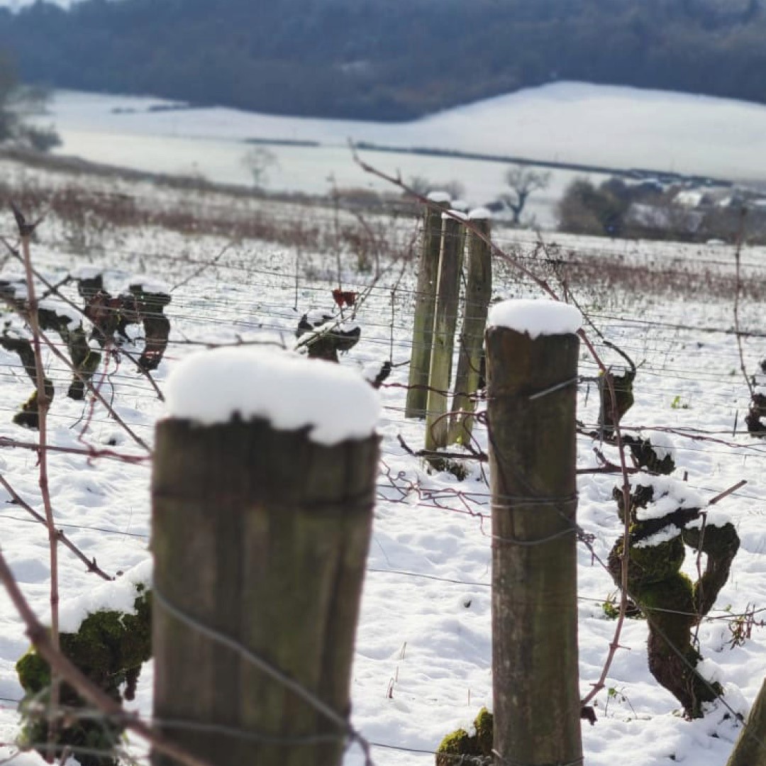 neige sur nos vignes