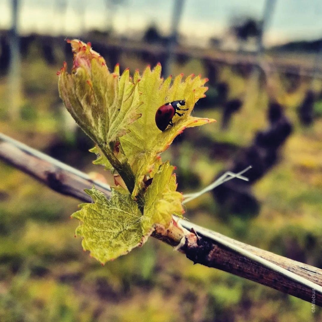 biodiversité coccinelles