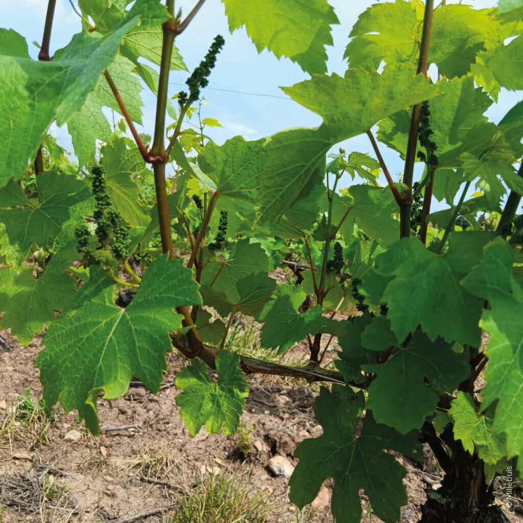 ÇA POUSSE DANS LES VIGNES !