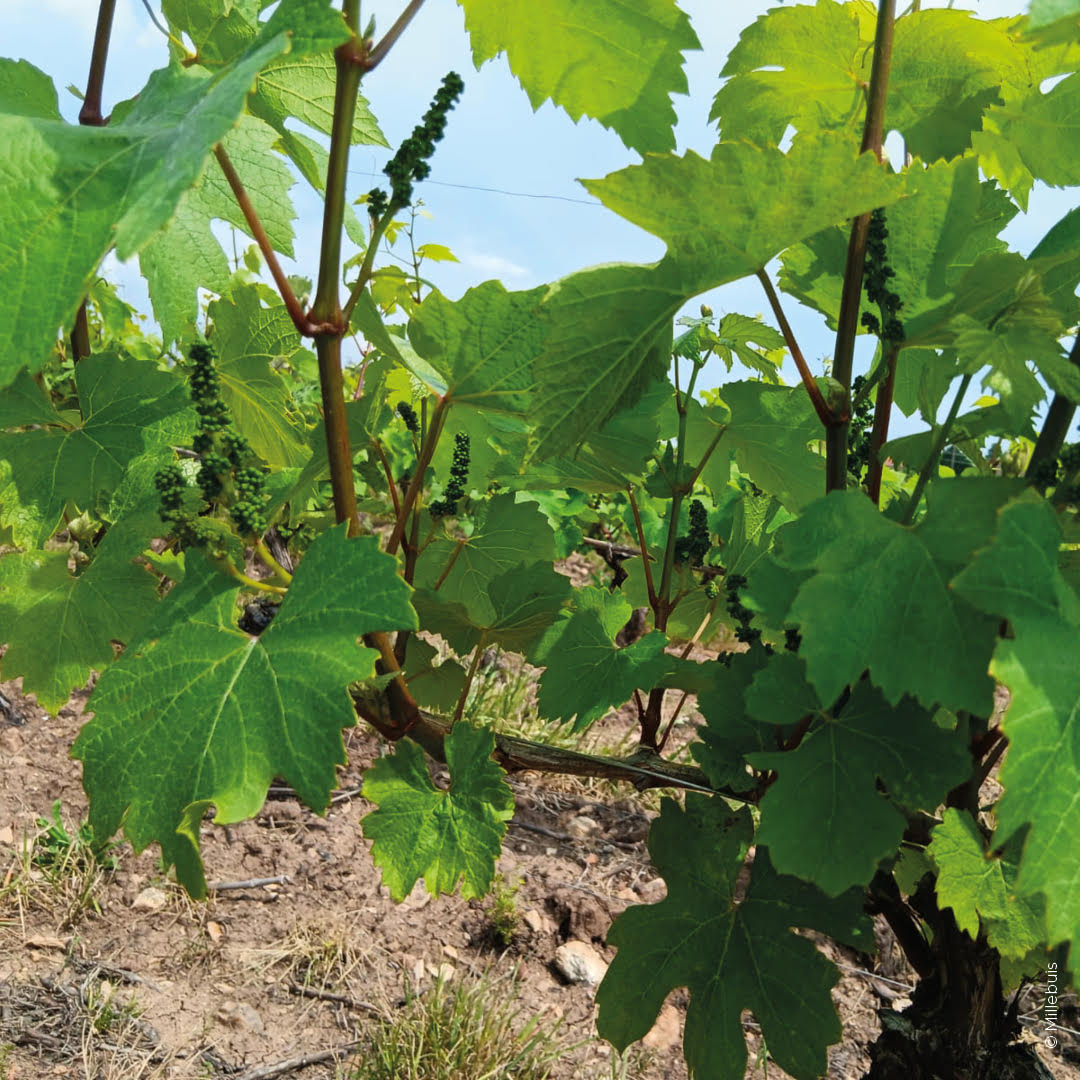 ça pousse dans les vignes