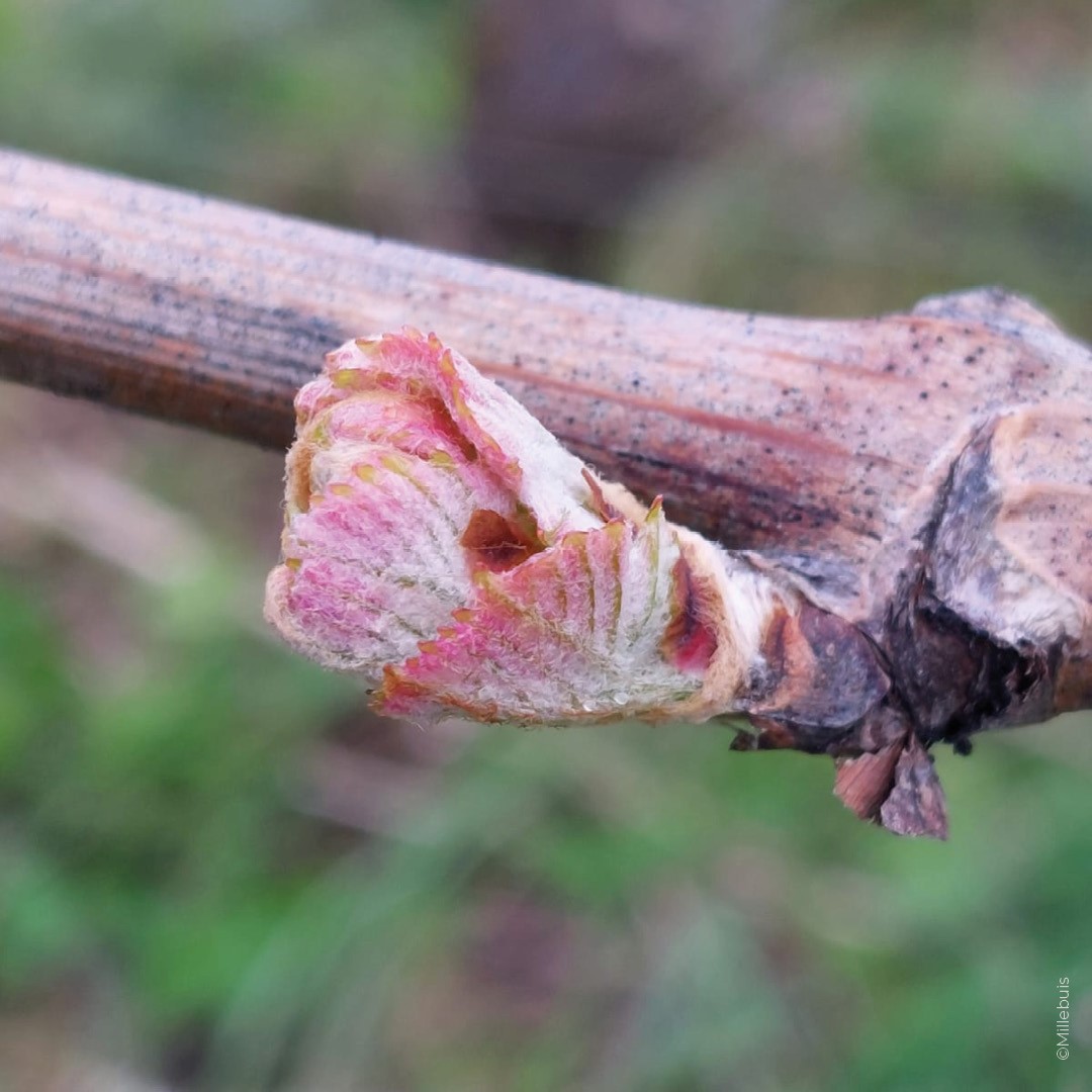 en route pour le millésime 2023