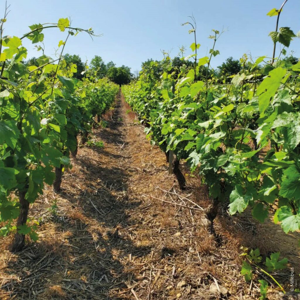 LE ROGNAGE COMMENCE !